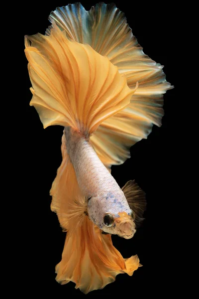 Κάθετη Εικόνα Της Ζωντανής Κίτρινο Όμορφο Betta Ψάρια Χρωματισμό Πιάνει — Φωτογραφία Αρχείου