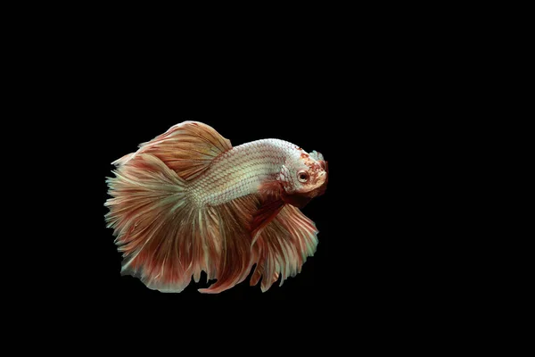 The elegant movements of the betta fish as it swims gracefully on the black backdrop offering a captivating display of aquatic beauty.