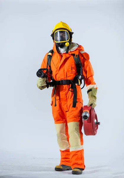 消防ホースを保持しながら 自信を持って白い背景に立って黄色のヘルメットを身に着けているプロの消防士 — ストック写真