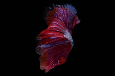 Mavi betta balığının her narin hareketi doğal duruşu ve zarafetini yansıtır. Bu da onu görülmeye değer bir manzara yapar..