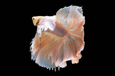 Her zarif hareketle, parlak bahis balığı suyun içinde dans ediyor gibi görünüyor. Parlak renkleri, arka planda parıldıyor..