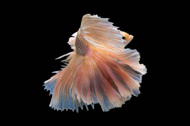 Beta balığının canlı renkleri, siyah arkaplanda zarif bir şekilde yüzerken karanlığı aydınlatıyor ve büyüleyici bir görsel görüntü yaratıyor..