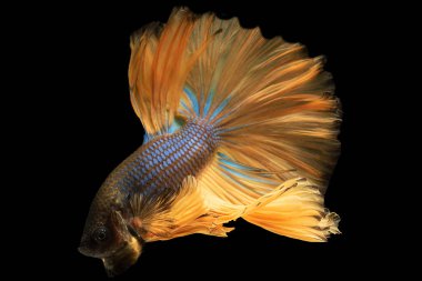 Sarı betta balığının her zarif hareketi zarafetini yansıtır ve siyah arka plandaki cazibesini arttırır..