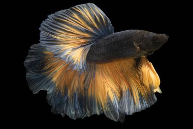 Güzel sarı betta balığı, göz alıcı renkleriyle, siyah arkaplanıyla büyüleyici bir güneş ışığı gibi parlar..