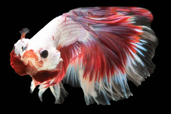 Der Hypnotisierende Weiße Beta Fisch Mit Seinem Leuchtend Roten Schwanz — Stockfoto