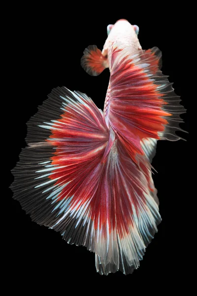 Moves Grace Fluidity White Betta Fish Red Tail Becomes Mesmerizing — Stock Photo, Image
