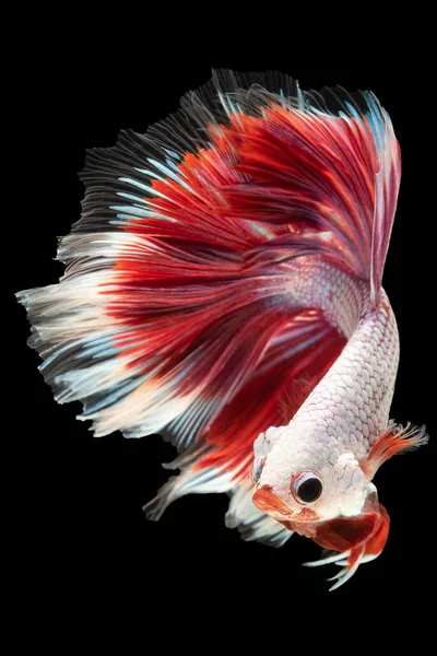 The contrasting colors of white and red create a visual spectacle emphasizing the betta fish's natural allure and commanding presence in its aquatic realm