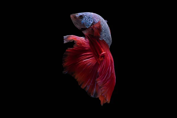 美丽的蓝色贝塔鱼 有着生机勃勃的红色尾巴 优雅地滑过水面 形成了色彩和动作 — 图库照片