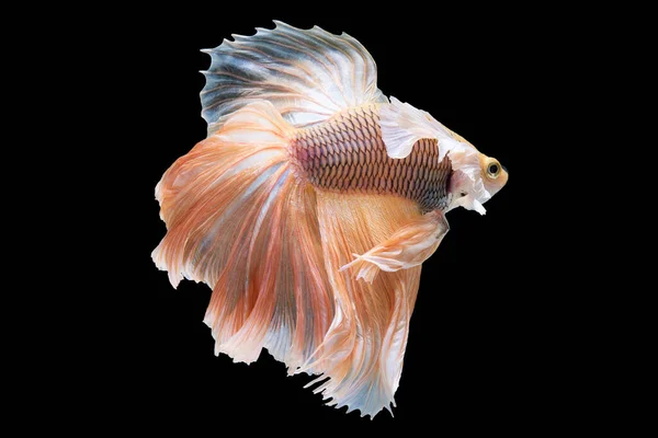 바탕은 아름다운 이참으로 빛나게 물고기의 활기찬 색조를 캔버스 역할을 — 스톡 사진