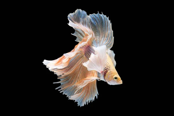 The contrasting colors of the bright betta fish against the black background create a stunning visual display highlighting its radiant and captivating presence.