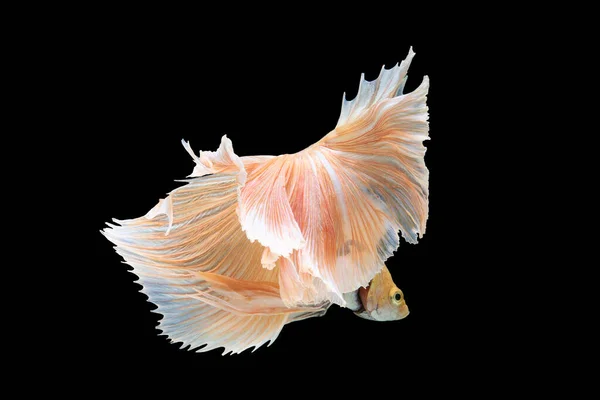 Contrasting Black Background Bright Betta Fish Appears Even More Striking — Stock Photo, Image