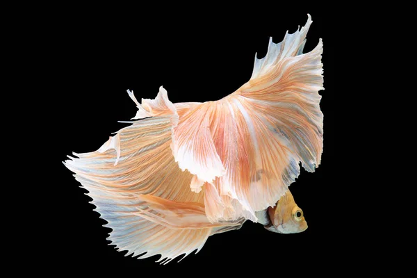 색깔의 물고기가물 통과하면서아름다움 과우아 숨막히는 모습을 — 스톡 사진