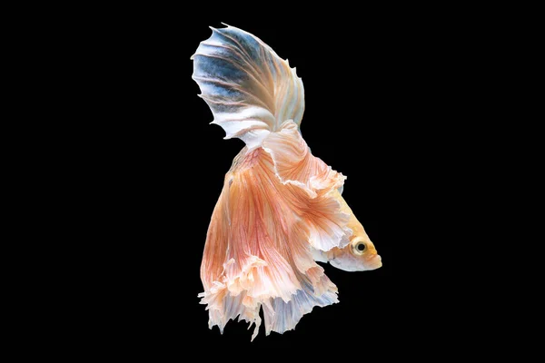 Uno Splendido Pesce Bianco Betta Scivola Con Grazia Attraverso Suo — Foto Stock