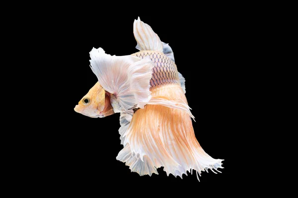 Beta Balığı Suda Süzülür Canlı Renkleri Enerji Canlılık Hissi Yaratır — Stok fotoğraf