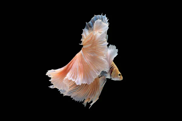 색깔의 물고기들 미끄러지듯 갑니다 — 스톡 사진