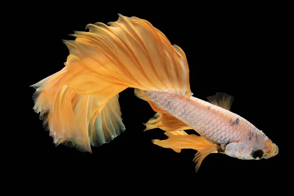 Όμορφο Κίτρινο Betta Ψάρια Πιάνει Μάτι Την Ακτινοβόλο Και Εντυπωσιακό — Φωτογραφία Αρχείου
