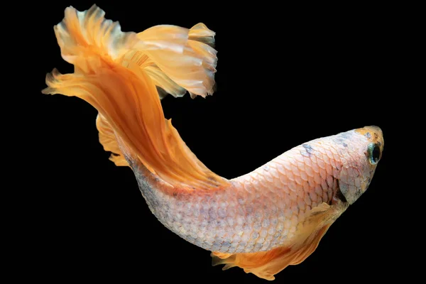 Med Sina Gyllene Fjäll Och Levande Gula Nyanser Utstrålar Bettafisken — Stockfoto