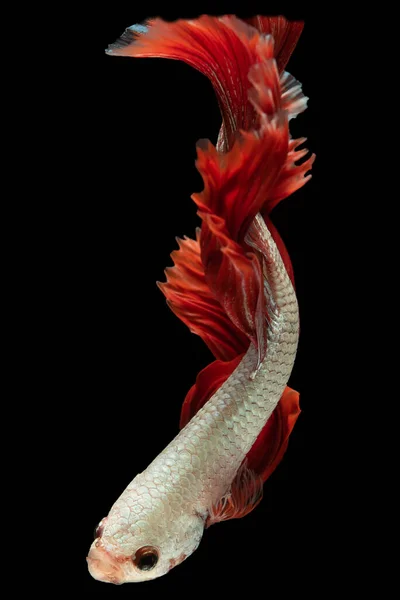 Its Stunning White Body Vibrant Red Tail Betta Fish Gracefully — Stock Photo, Image