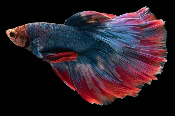 Den Fantastiska Blå Betta Fisk Med Röd Svans Flyttar Med — Stockfoto