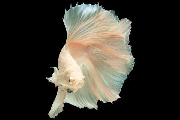 Tento Okouzlující Obraz Zachycuje Půvab Bílé Betta Ryby Jak Elegantně — Stock fotografie