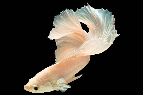 Peixe Betta Branco Move Graciosamente Através Água Seus Padrões Natação — Fotografia de Stock