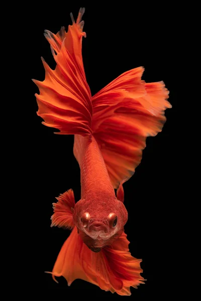 물고기의 놀라울 정도로 색조에 수직적 매혹적 모습을 연출하는 동작을 — 스톡 사진