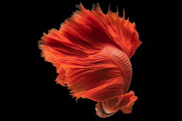 물고기의 놀라울 정도로 색조는 움직임을 자극하여 항해하면서 매혹적 모습을 — 스톡 사진