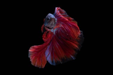 Pul pullarının canlı mavi betta balığı rengi ışığın altında parlarken, kırmızı kuyruk tüm güzelliğini vurgulayan koyu ve göz alıcı bir kontrastı ekler..