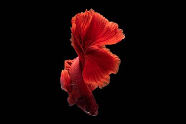 Kırmızı güzel betta balığı karanlığa dalıyor, Zarif ısırılmış balık göz kamaştırıcı siyah zeminde yüzüyor, Güzel siyam balığı siyah zeminde tek başına savaşıyor..