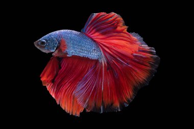 Çarpıcı kırmızı kuyruklu muhteşem bir mavi betta balığı zarif bir şekilde suda süzülüyor büyüleyici güzelliğiyle zarif hareketlerini sergiliyor..