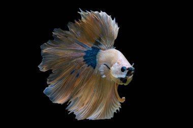 Siyah zemin üzerinde yumuşak beyaz betta balığı sarı kuyruğu, savaşan balık çarpıcı kara fon üzerinde yüzüyor, karanlıkta tek başına zarif ısırılmış balık..