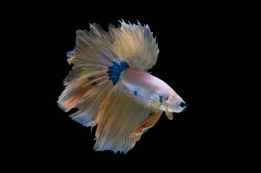 Siyah zemin üzerine yumuşak siyah ışık yayılmış beyaz ısırılmış balık yumuşak turuncu kuyruğu, siyah zemin üzerinde izole edilmiş güzel betta balığı, karanlıkta tek başına savaşan siyam balığı..