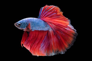 Canlı mavi ve çarpıcı kırmızı arasındaki etkileşim göz kamaştırıcı bir kompozisyon oluşturur. Koyu arkaplana doğru zarif bir şekilde yüzerken betta balığının zarif güzelliğine dikkat çeker.