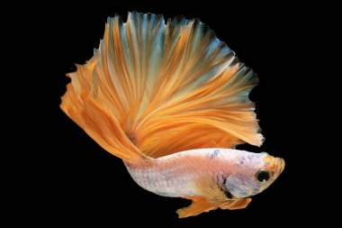 Altın siyam dövüşçü balığı, siyah arka planda izole edilmiş beyaz betta altın kuyruk, Betta ihtişamı, ısırılmış balıkların hareket eden güzel anı..