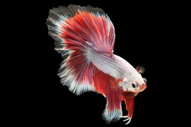 Güzel betta balığı zarif bir şekilde suda hareket eder. Işıldayan beyaz pullar ve kırmızı kuyruk ışığı yakalar ve dikkatleri çeken büyüleyici bir etki yaratır..