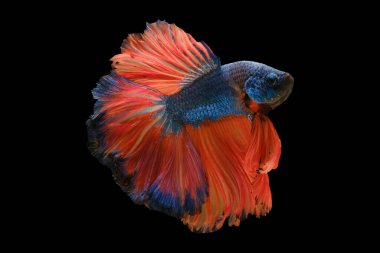 Yanardöner mavi pullar ışığın parıltısını yakalıyor. Büyüleyici bir parıltı ile. Karanlık arka planda göze çarpıyor..