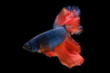 Beta balığının canlı mavi pulları ve turuncu kuyruğu, siyah arka plandaki bu muhteşem su canlısının zarafetini ve cazibesini vurgulayan ahenkli ve büyüleyici bir görüntü üretir..