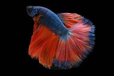 Güzel betta balığı zarif bir şekilde suda hareket eder. Işıldayan mavi pulları ışığı yakalar ve doğal güzelliğini gösteren çarpıcı bir görüntü yaratır..