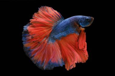 Işıldayan mavi pullar betta balığını büyülüyor. Kontrastlı turuncu kuyruğuyla ekstra bir boyut ve halihazırda çarpıcı güzelliğine cazibe katıyor..