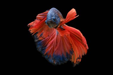 Beta balığının canlı mavi pulları narin ışık altında parıldarken, zıt turuncu kuyruk onun zarif varlığına bir neşe ve cazibe katıyor..