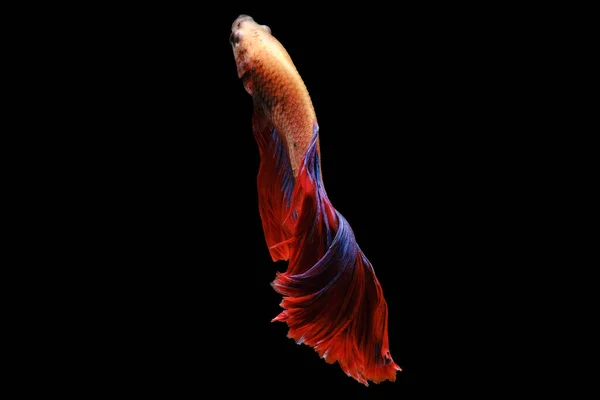 Vacker Multi Färg Betta Fisk Fantastisk Simning Till Toppen Svart — Stockfoto