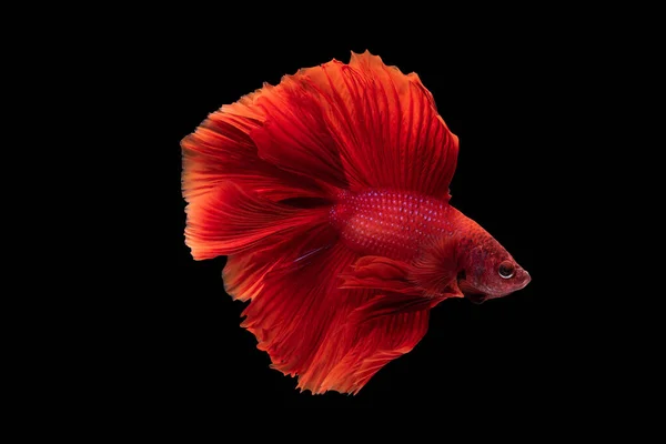 美丽的红色暹罗斗鱼在黑色的背景上令人叹为观止的游泳 奢华的比目鱼在黑色的背景上被隔离 美丽的被咬鱼 — 图库照片
