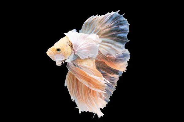 배경의 아름다운 물갈퀴 물고기 배경에 고립된 오렌지색 물고기 속에서 물고기와 — 스톡 사진