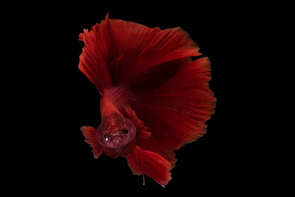 美丽的深红色贝塔鱼在黑色的背景上令人叹为观止 优雅的暹罗鱼在黑色的背景上被隔离 辛辣的鱼奢华极了 — 图库照片
