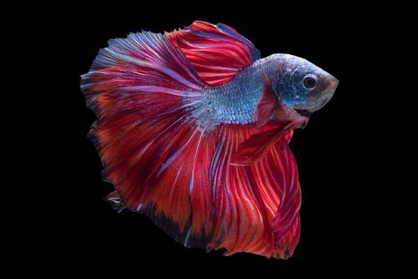 Der Prächtige Blaue Beta Fisch Mit Einem Leuchtend Roten Schwanz — Stockfoto