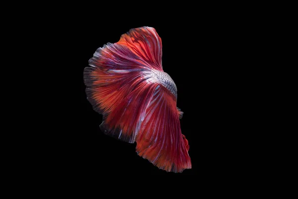 Beutiful Betta Ψάρια Φτερουγίζει Κόκκινη Ουρά Χαριτωμένα Μαύρο Φόντο Ομορφιά — Φωτογραφία Αρχείου