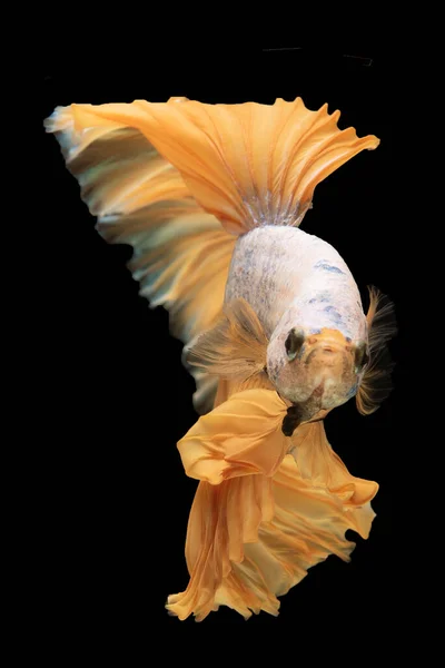 Betta素晴らしい 黒の背景に隔離された黄金の戦い魚 ビッチ魚の美しい 垂直方向の画像 美しさの移動尾の瞬間 — ストック写真