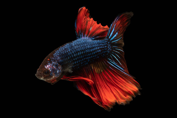 Radiant blue scales shimmer and glisten as the betta fish elegantly navigates the depths while the contrasting red tail adds a bold and captivating element to its appearance.