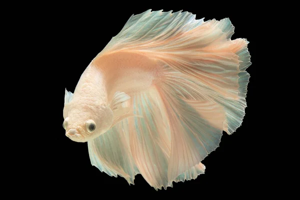 물고기 타이에 시암제의 아름다운 감동적 물고기 — 스톡 사진