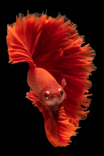 Vibrant Frumos Pește Roșu Betta Prin Apă Nuanța Foc Picioare — Fotografie, imagine de stoc